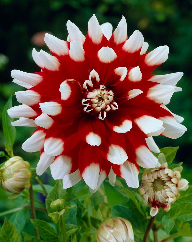 Dahlia Dekorativ Duet 1-pack